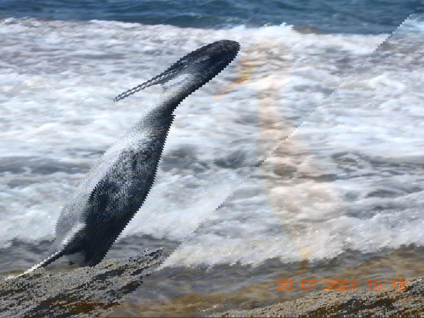 הקרמורן ימי הנדיר נצפה שוב בחופי ישראל