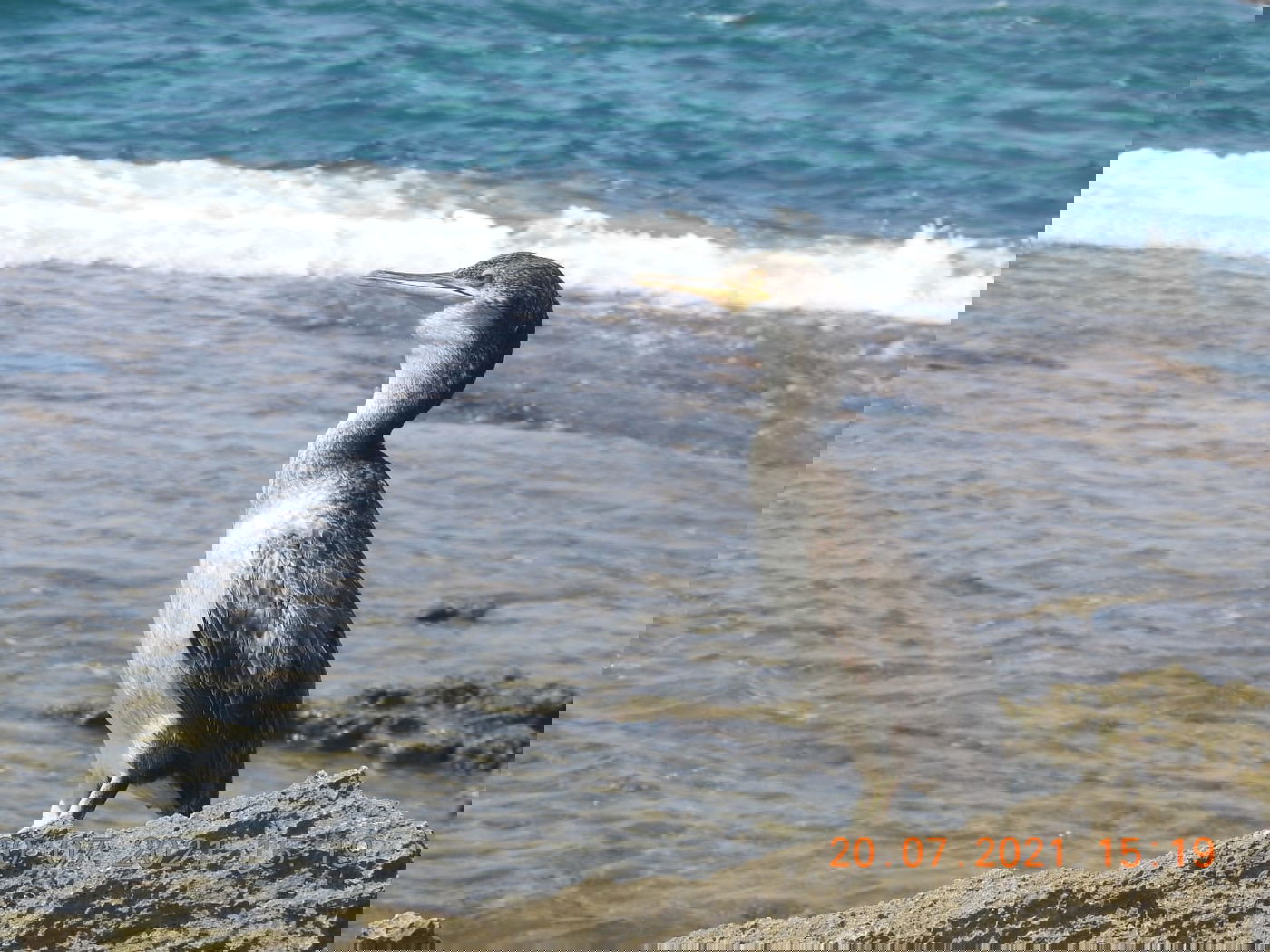 הקרמורן ימי הנדיר נצפה שוב בחופי ישראל