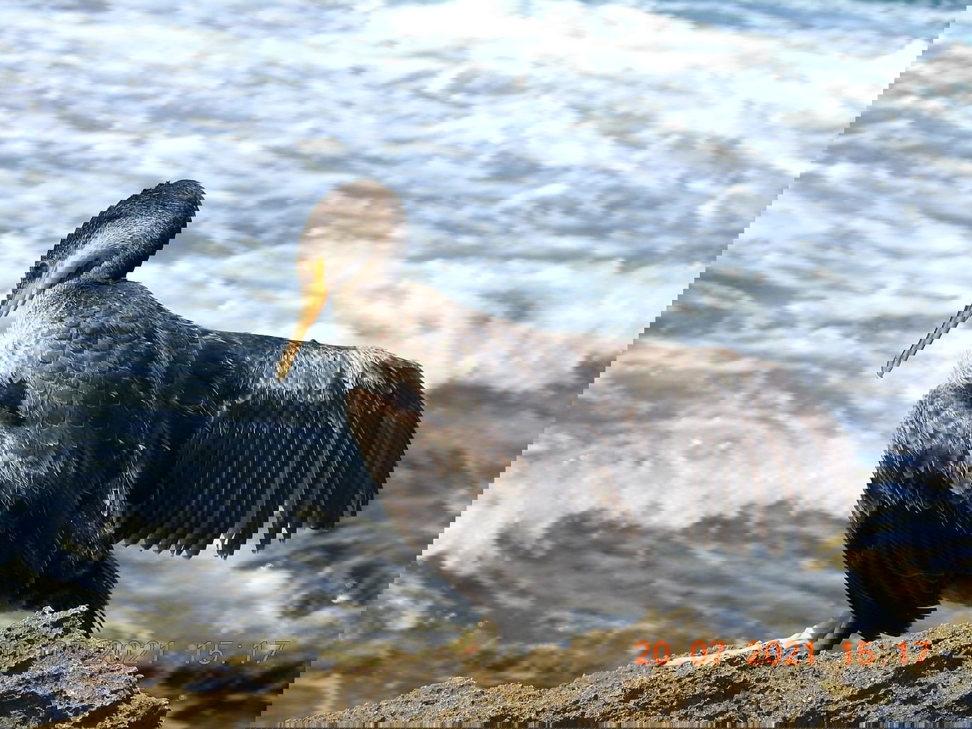 הקרמורן ימי הנדיר נצפה שוב בחופי ישראל