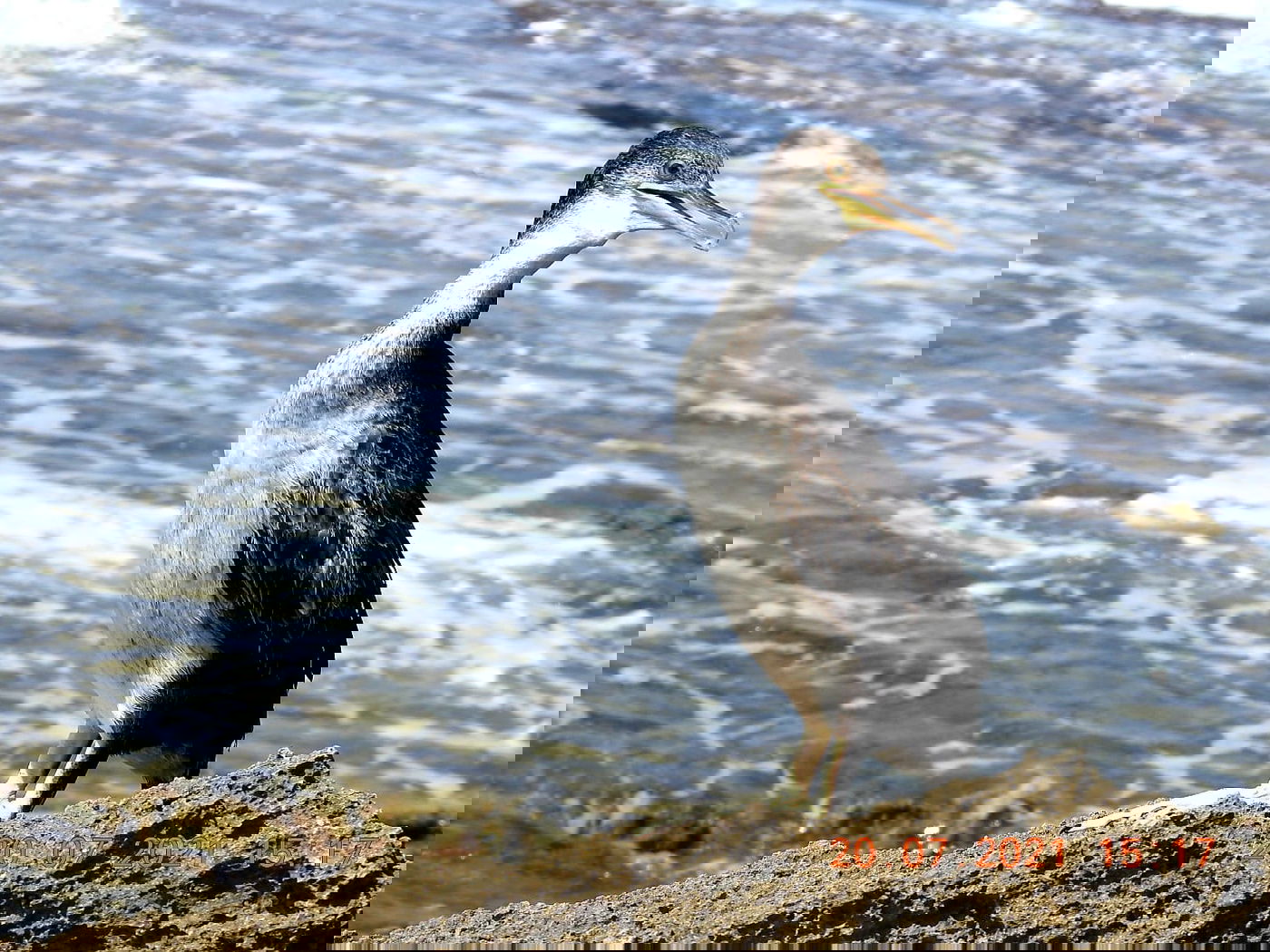 הקרמורן ימי הנדיר נצפה שוב בחופי ישראל