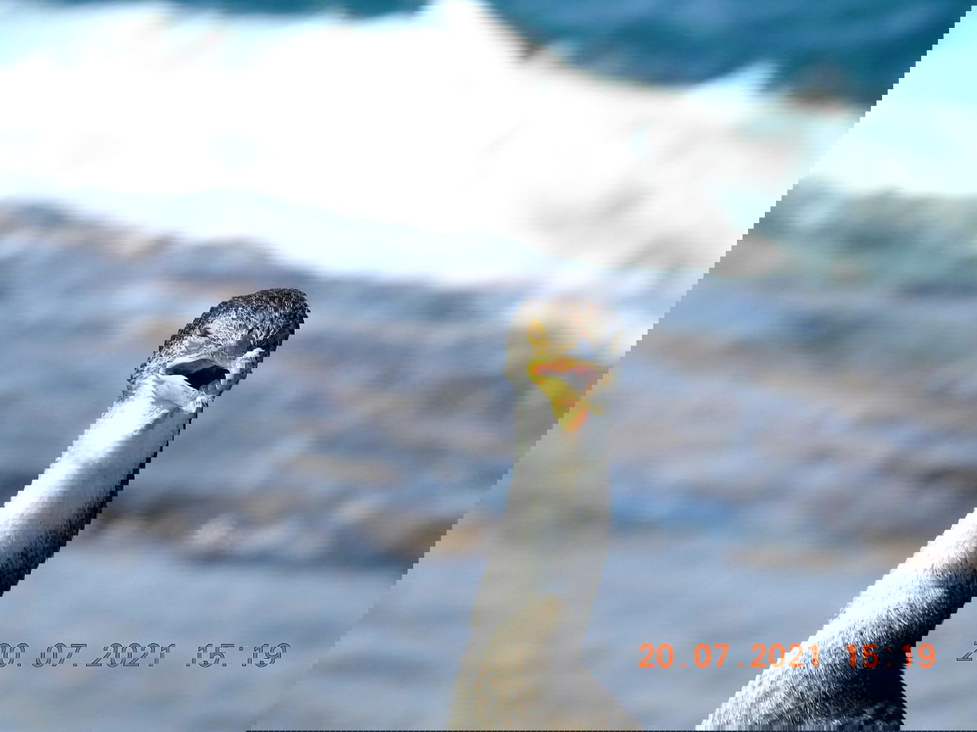 הקרמורן ימי הנדיר נצפה שוב בחופי ישראל