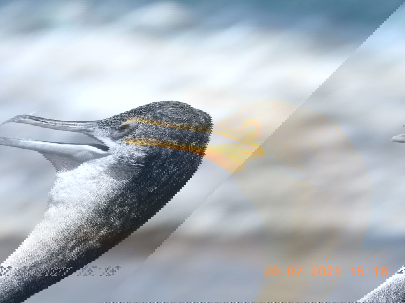 הקרמורן ימי הנדיר נצפה שוב בחופי ישראל