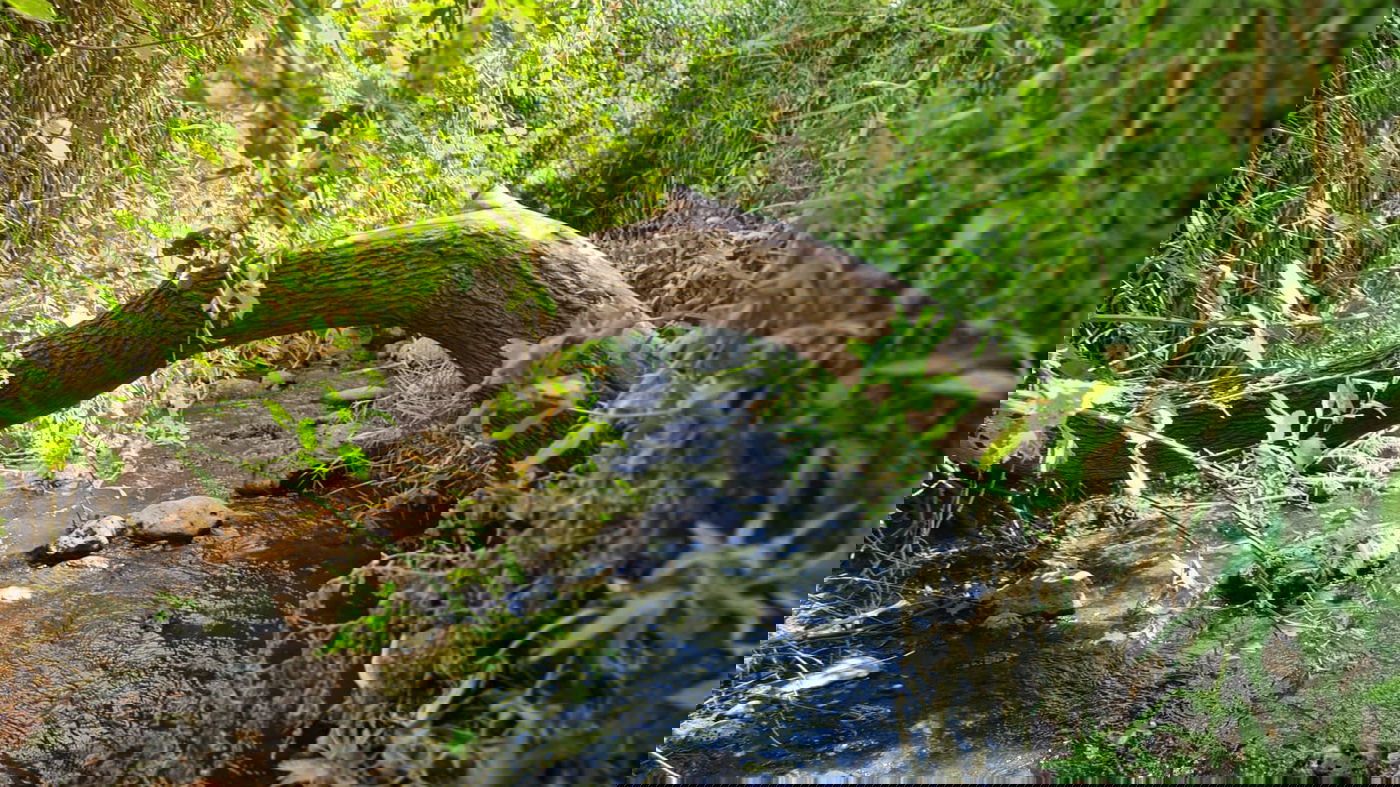 טיול בצפון בעדשת המצלמה; צפו בגלריה