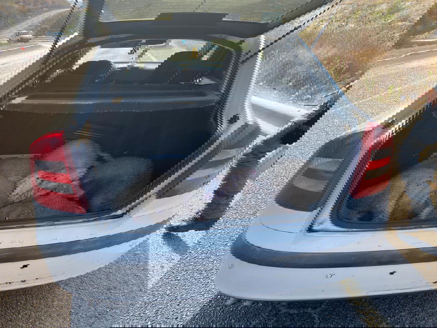 מחריד: הבלשים תפסו חשודים בהתעללות בבעלי חיים