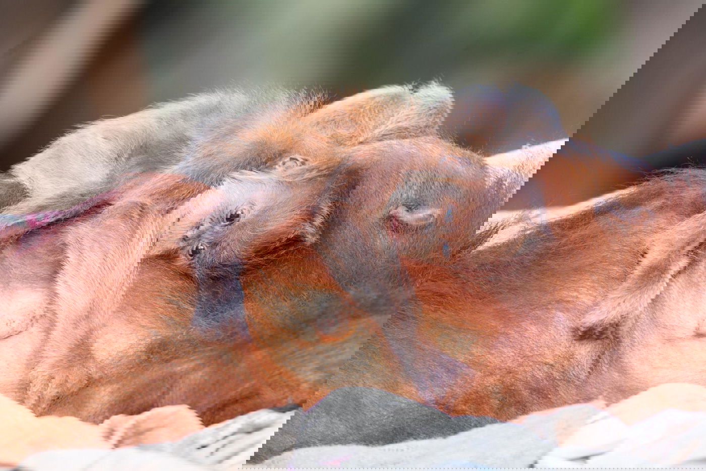 מזל טוב: גורת אורנג אוטן נולדה בספארי