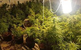 בני ברקי הקים מעבדת גידול סמים - בביתר