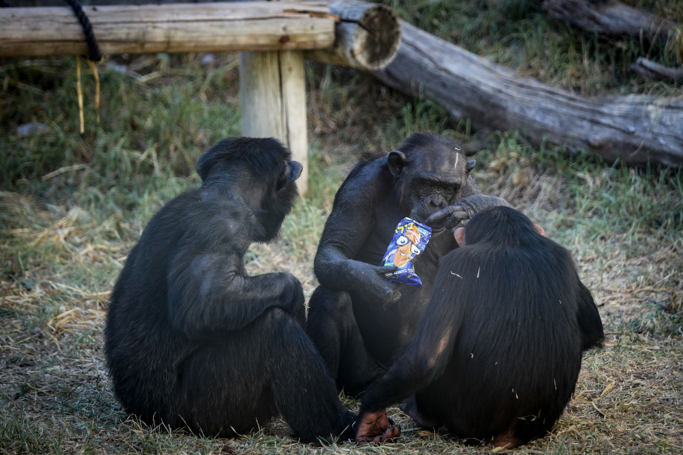 יַחֲלִיפוּ כֹחַ: צלם 'כיכר' עם החרדים בגן החיות