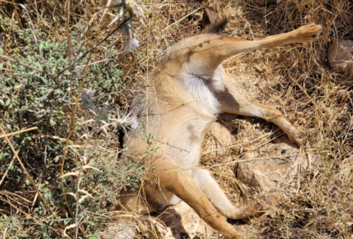 חשד להרעלה אסורה של חיות בגליל העליון