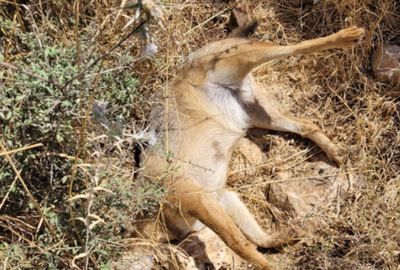 חשד להרעלה אסורה של חיות בגליל העליון