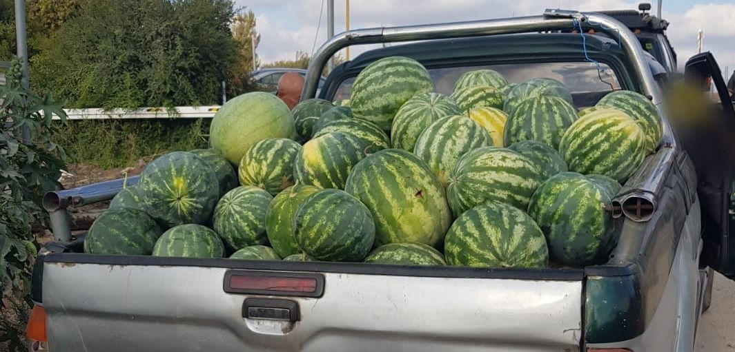 מג"ב עצרו שני ערבים שגנבו 163 אבטיחים