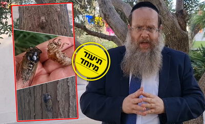 החרק שמתחבא 17 שנים, יוצא - ומת • צפו