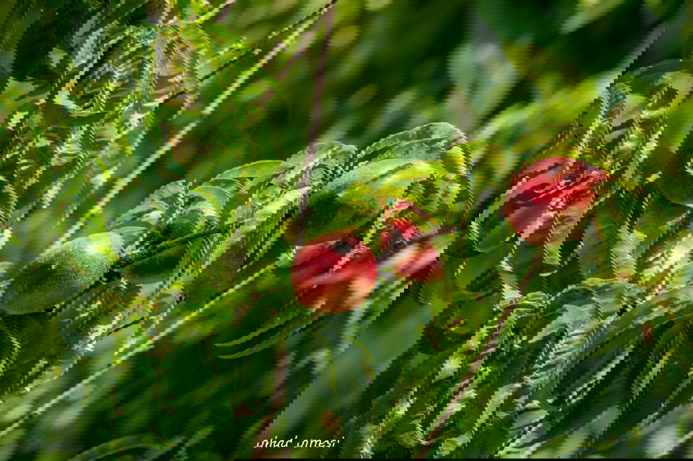 מרהיב: הנקטרינות של אלוני הבשן