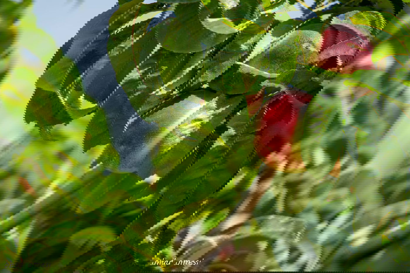 מרהיב: הנקטרינות של אלוני הבשן