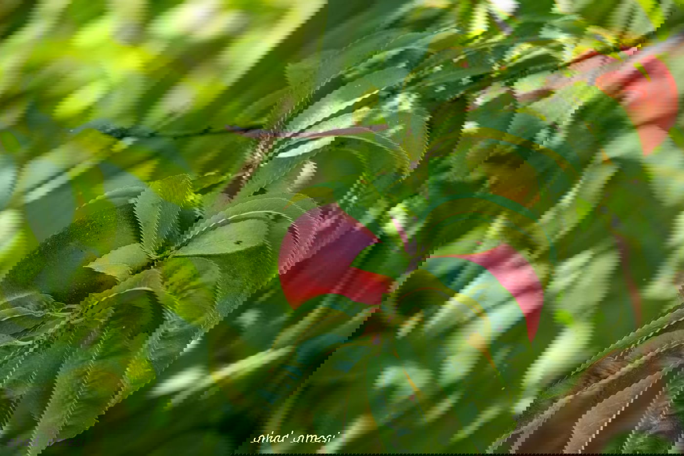 מרהיב: הנקטרינות של אלוני הבשן