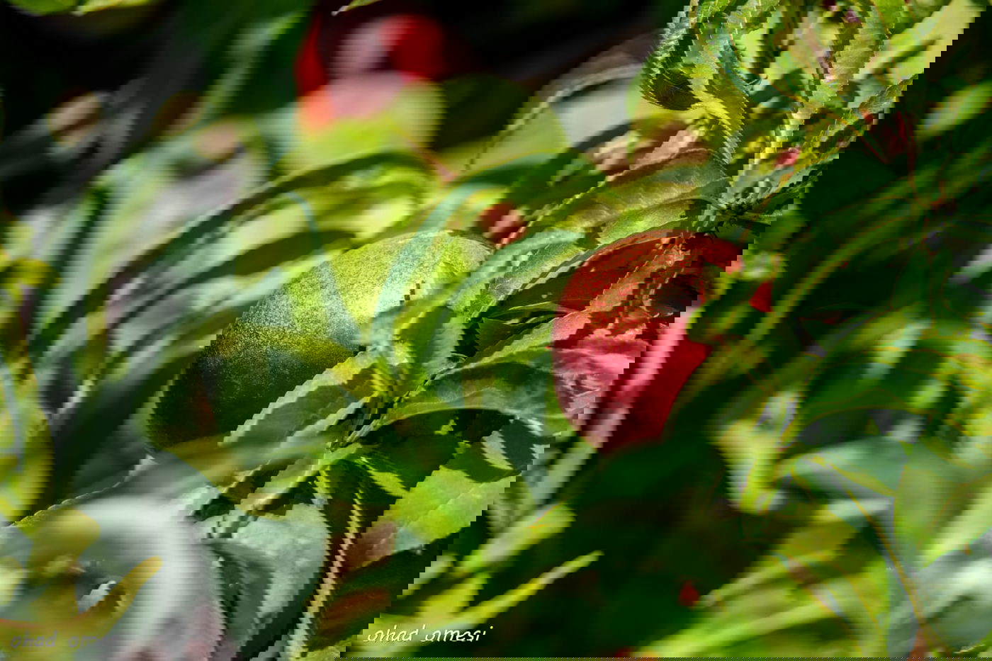 מרהיב: הנקטרינות של אלוני הבשן