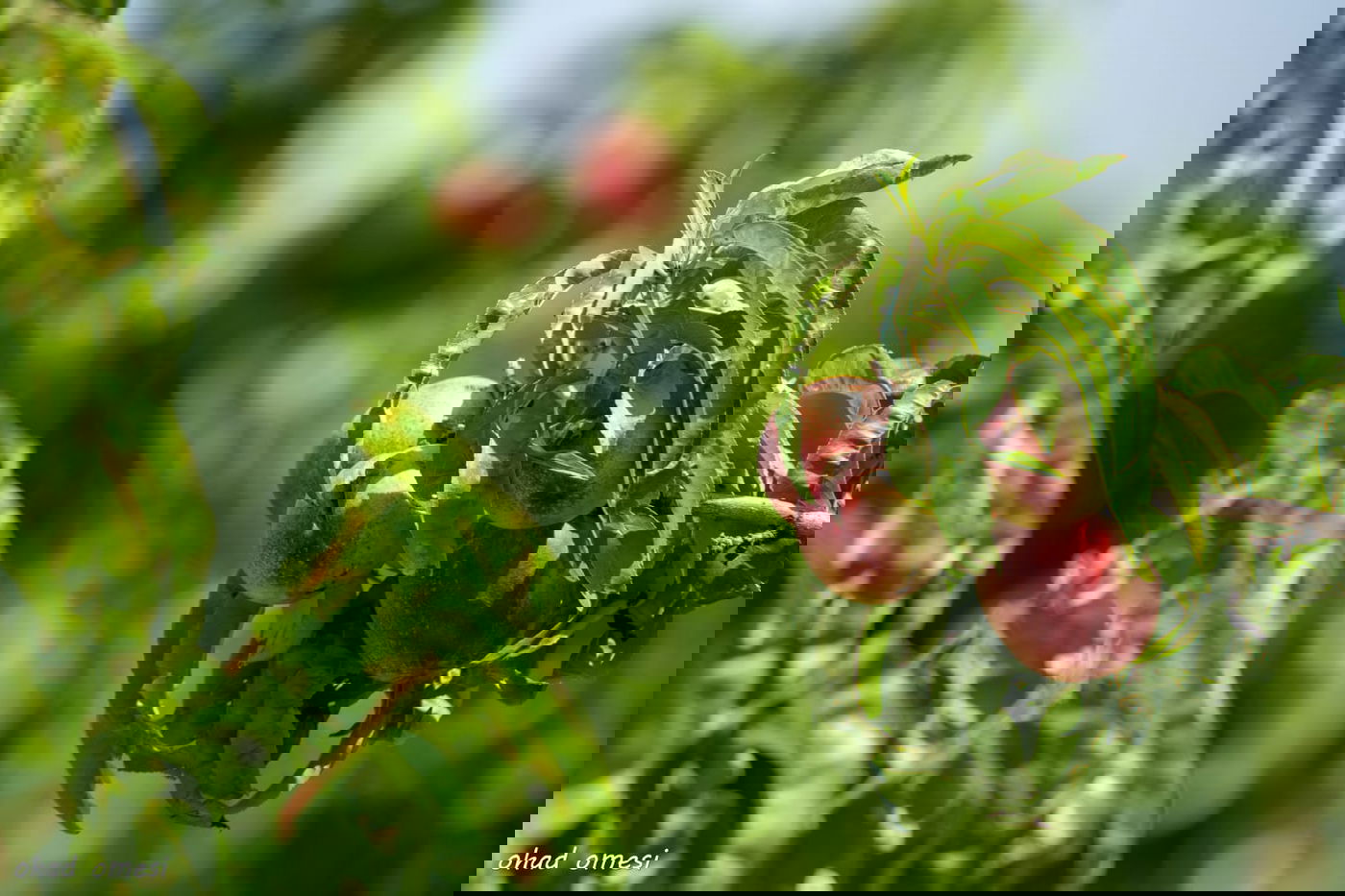 מרהיב: הנקטרינות של אלוני הבשן