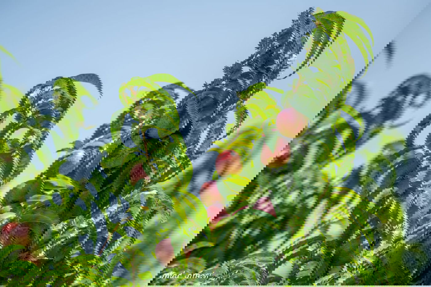 מרהיב: הנקטרינות של אלוני הבשן