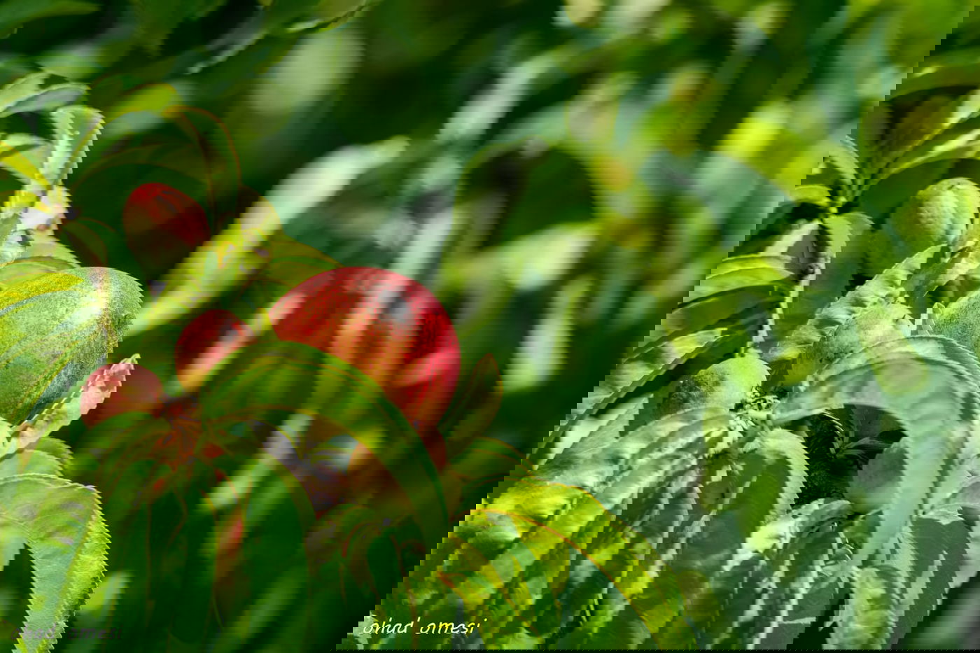 מרהיב: הנקטרינות של אלוני הבשן