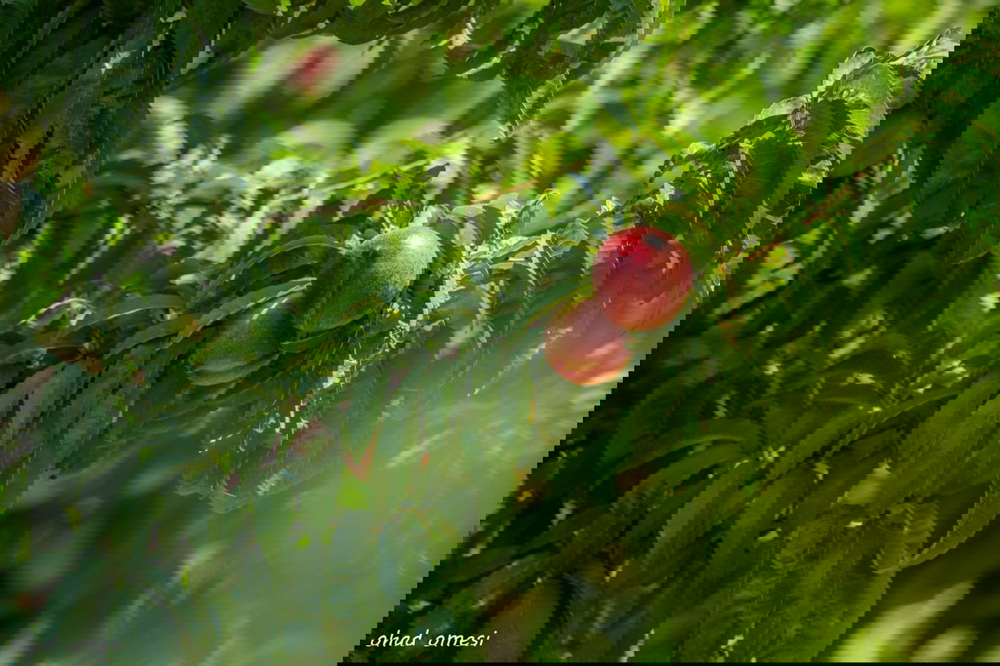 מרהיב: הנקטרינות של אלוני הבשן