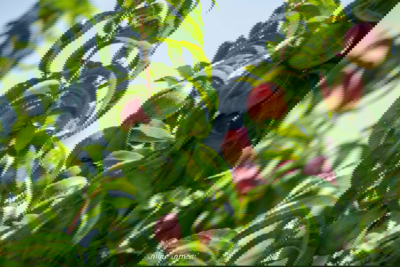 מרהיב: הנקטרינות של אלוני הבשן