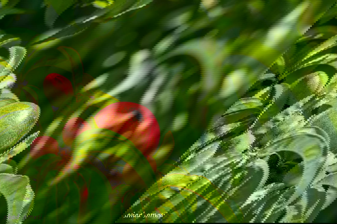 מרהיב: הנקטרינות של אלוני הבשן