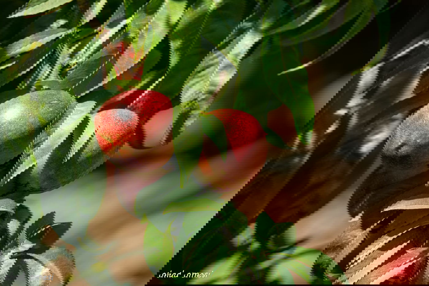 מרהיב: הנקטרינות של אלוני הבשן