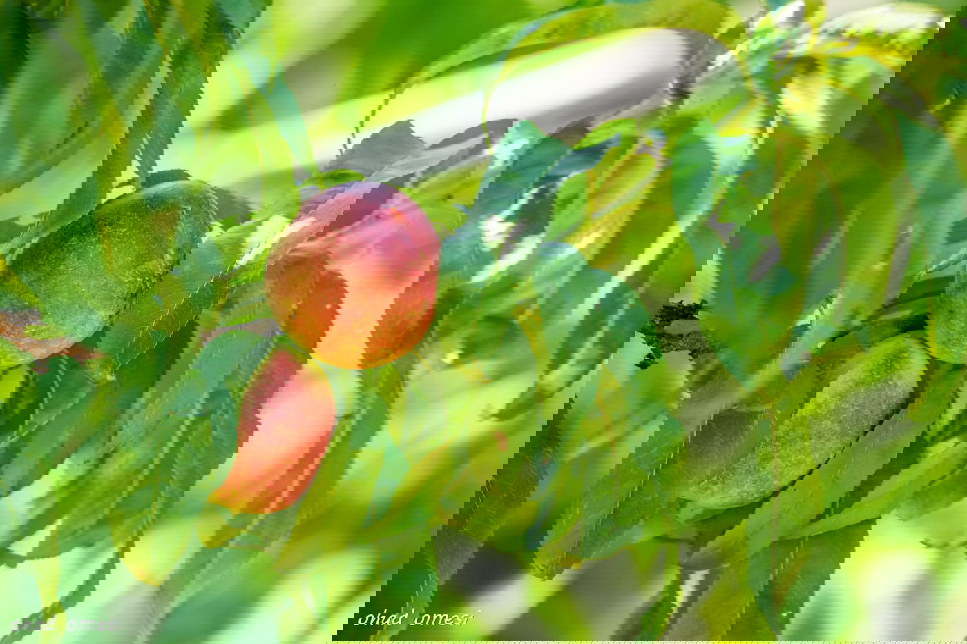 מרהיב: הנקטרינות של אלוני הבשן