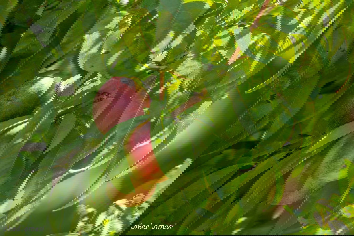 מרהיב: הנקטרינות של אלוני הבשן