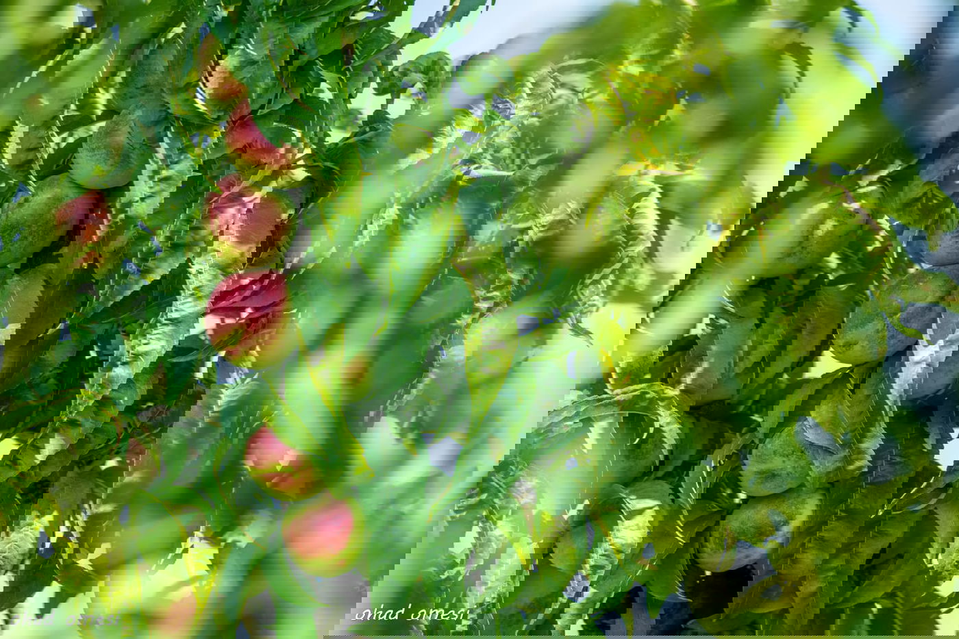 מרהיב: הנקטרינות של אלוני הבשן