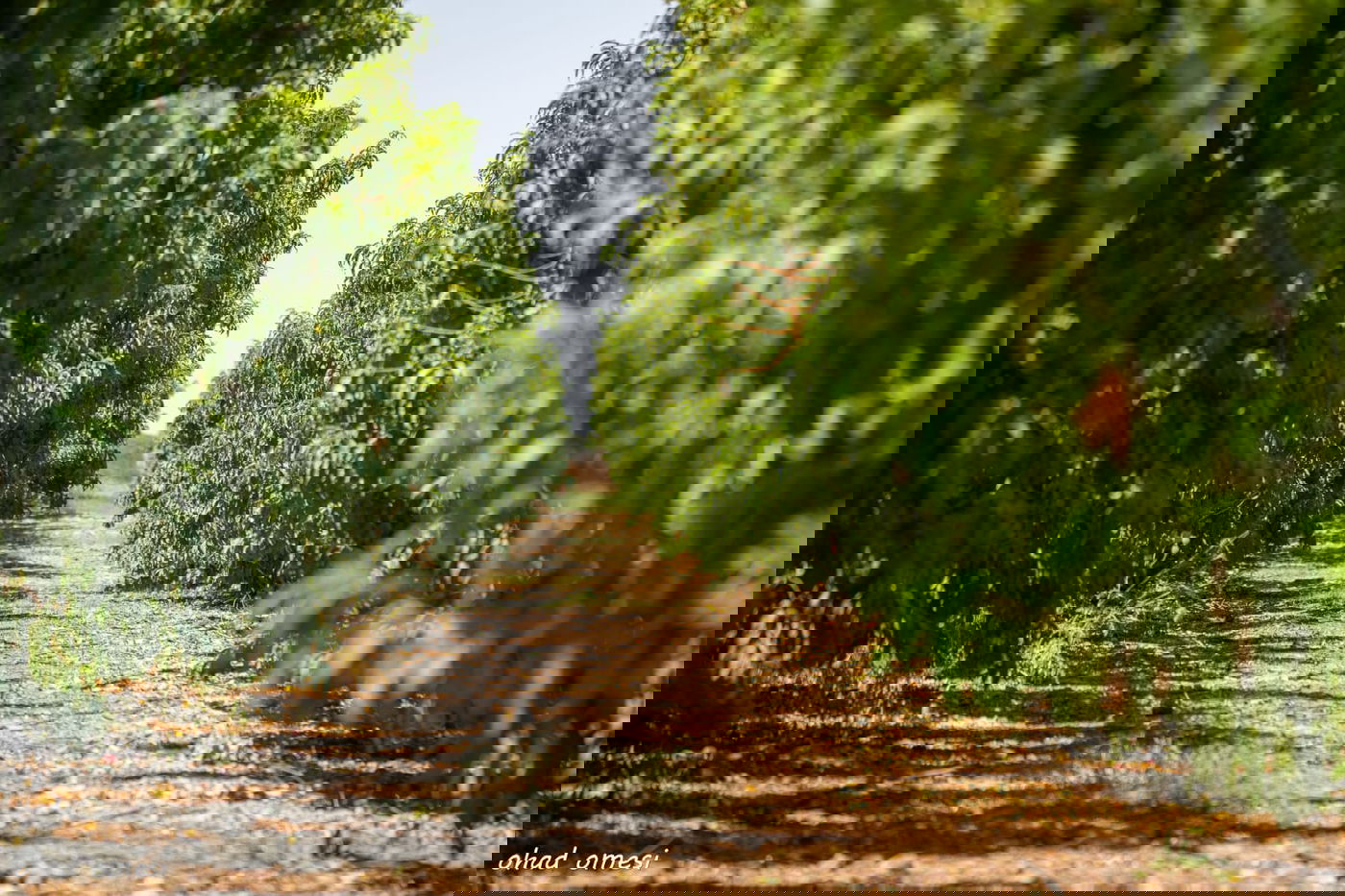 מרהיב: הנקטרינות של אלוני הבשן