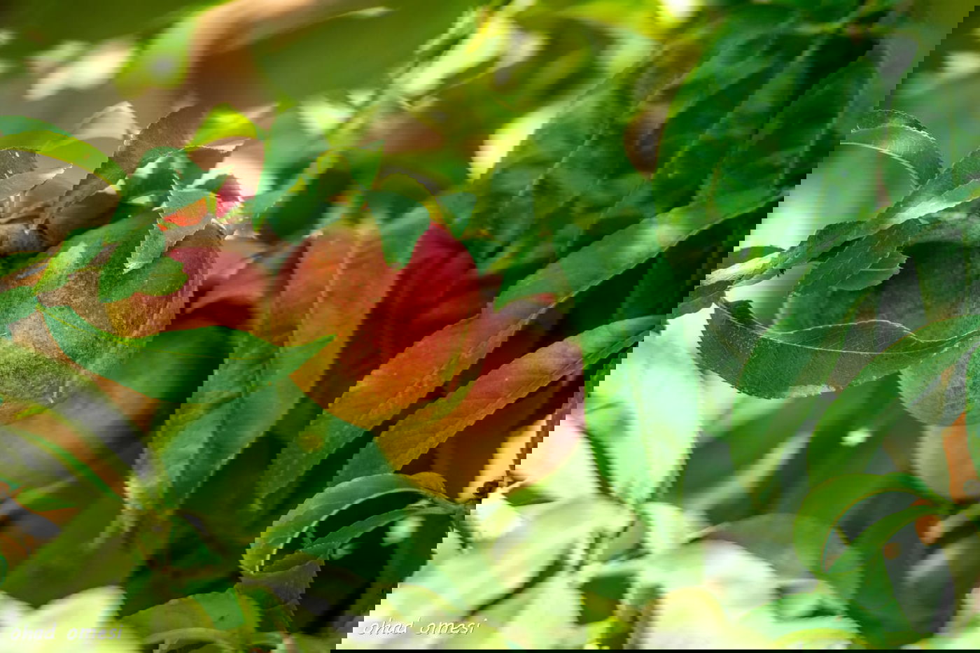 מרהיב: הנקטרינות של אלוני הבשן