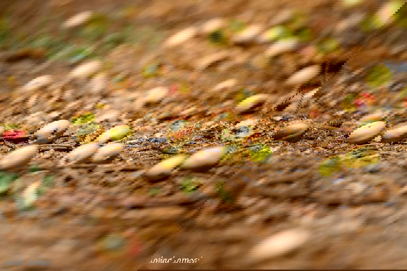 מרהיב: הנקטרינות של אלוני הבשן
