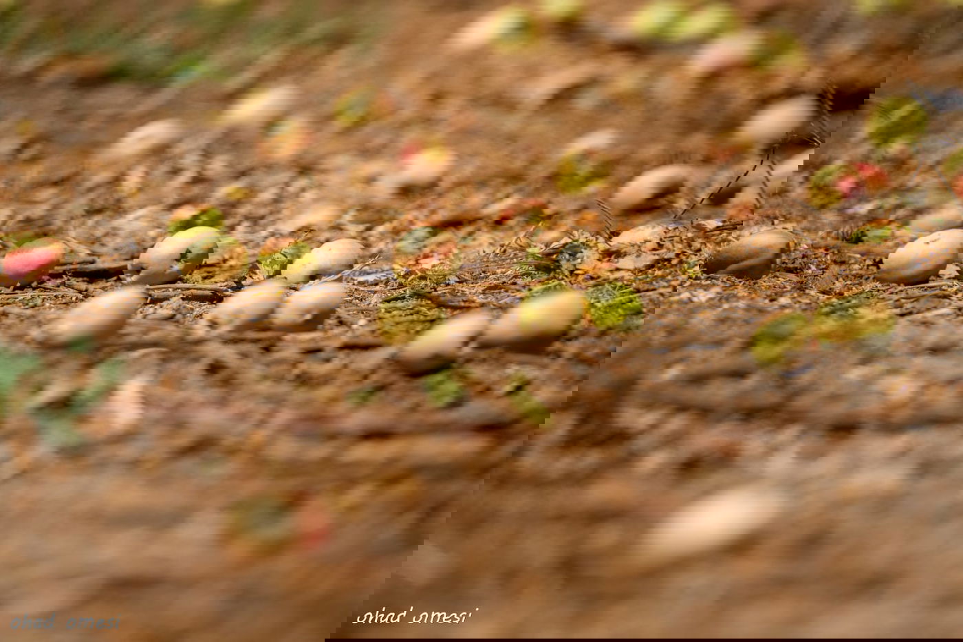 מרהיב: הנקטרינות של אלוני הבשן