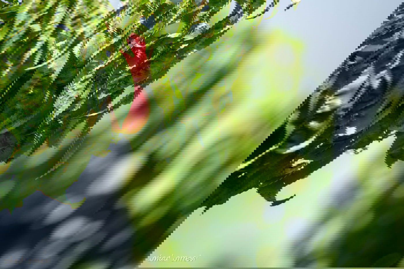 מרהיב: הנקטרינות של אלוני הבשן