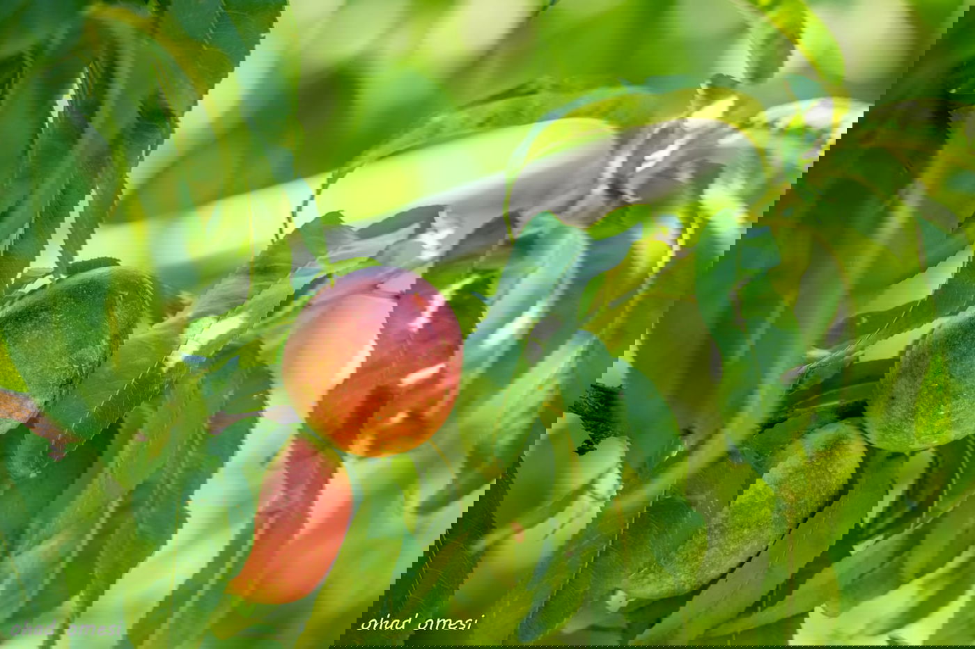 מרהיב: הנקטרינות של אלוני הבשן