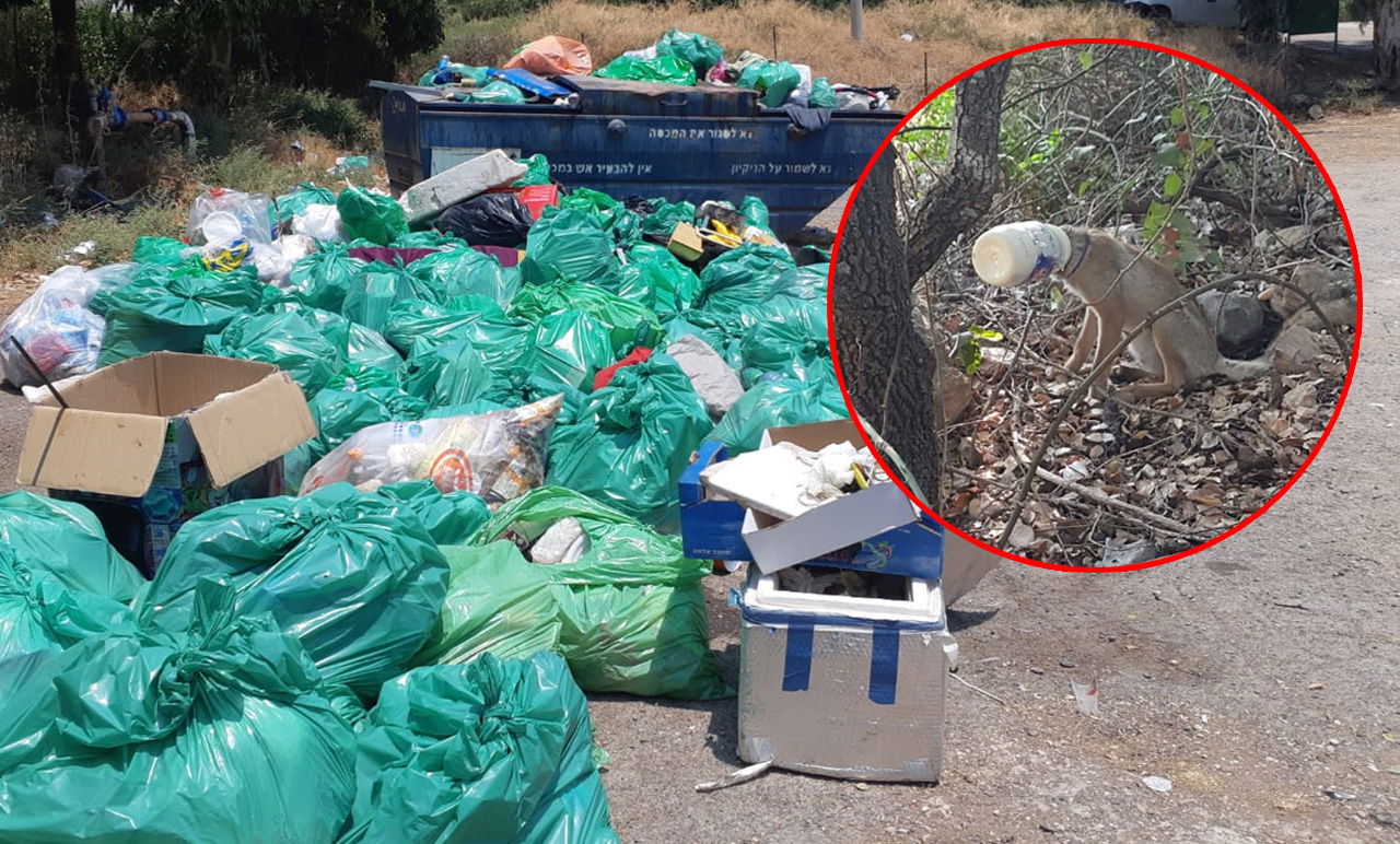 שועל עם קופסת מיונז ואשפה שנאספה