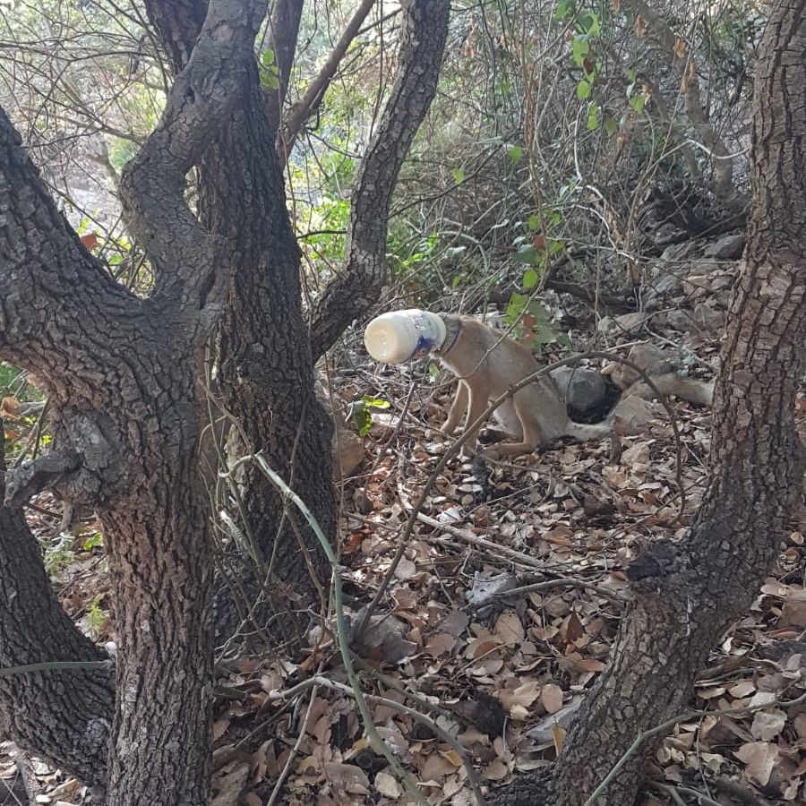 שועל עם קופסת מיונז