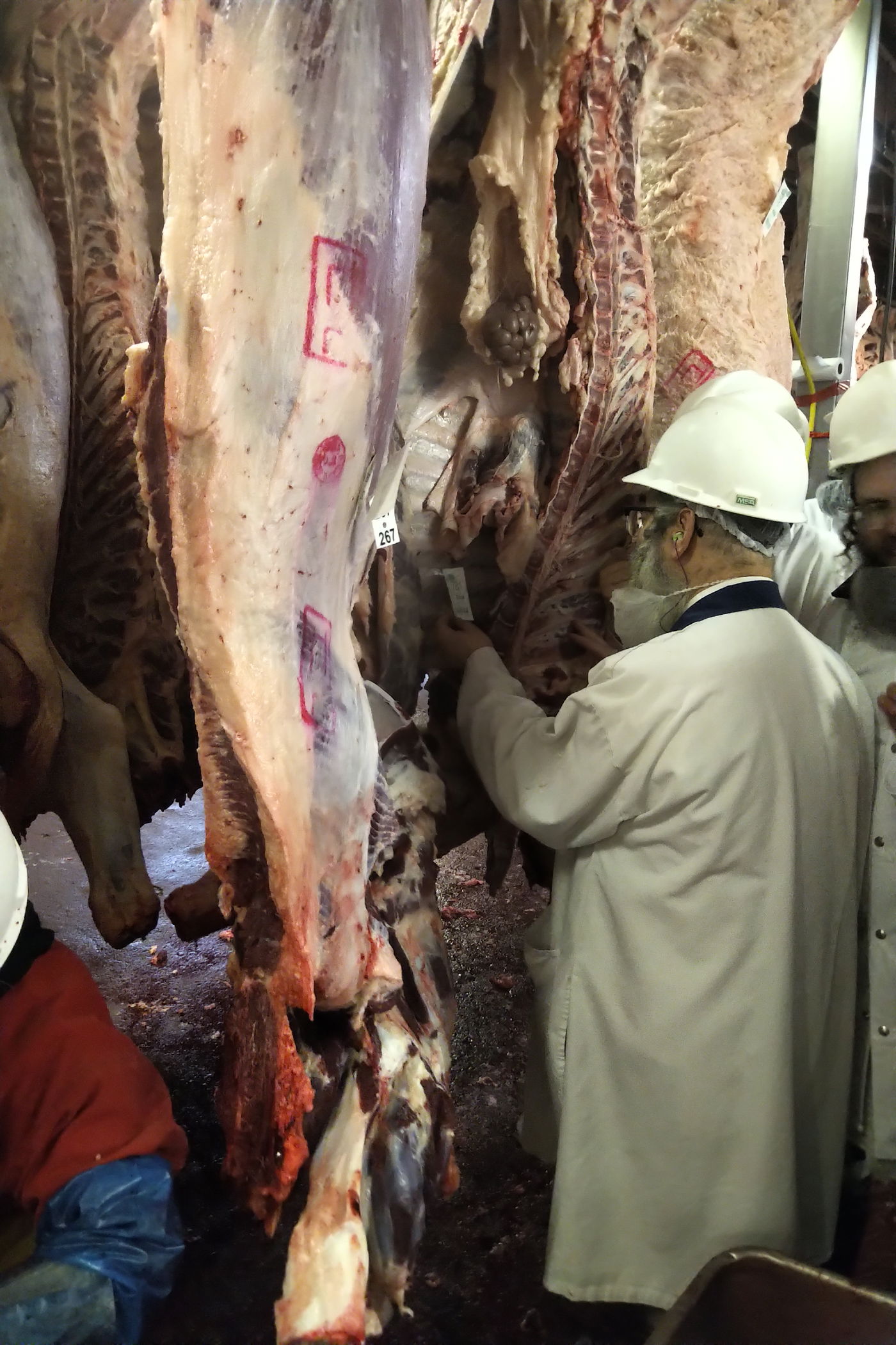 האדמו"ר מסאטמר ביקר בבית השחיטה של הקהילה