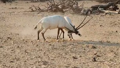 תיעוד מרהיב: "קרב סיף" של הראם הלבן
