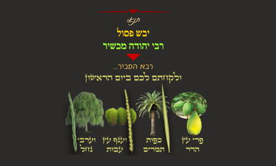 סוכה ל"א • סיכום והמחשה של הדף היומי