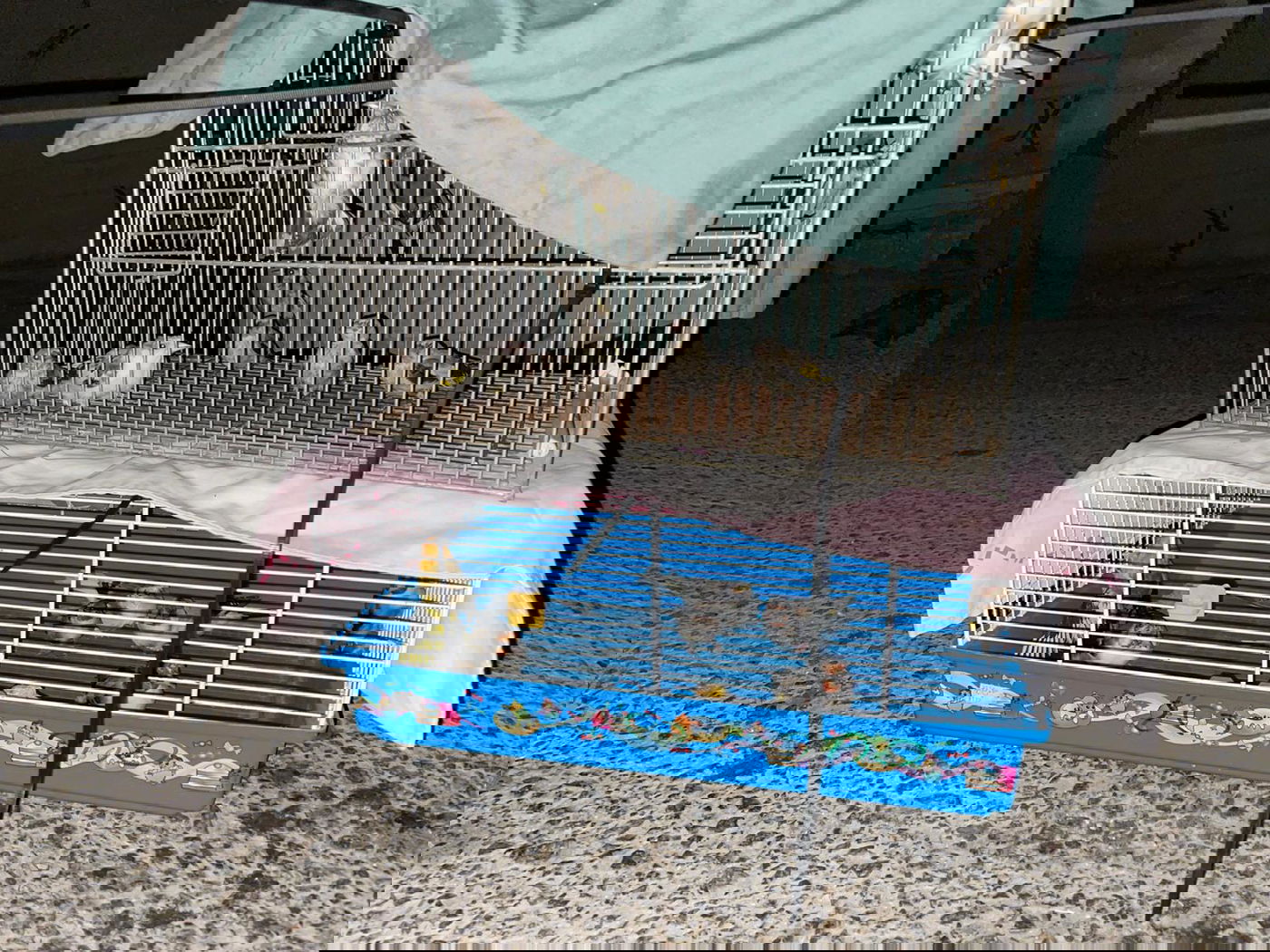 החזיק בביתו 40 ציפורים מוגנות ונשק ונתפס