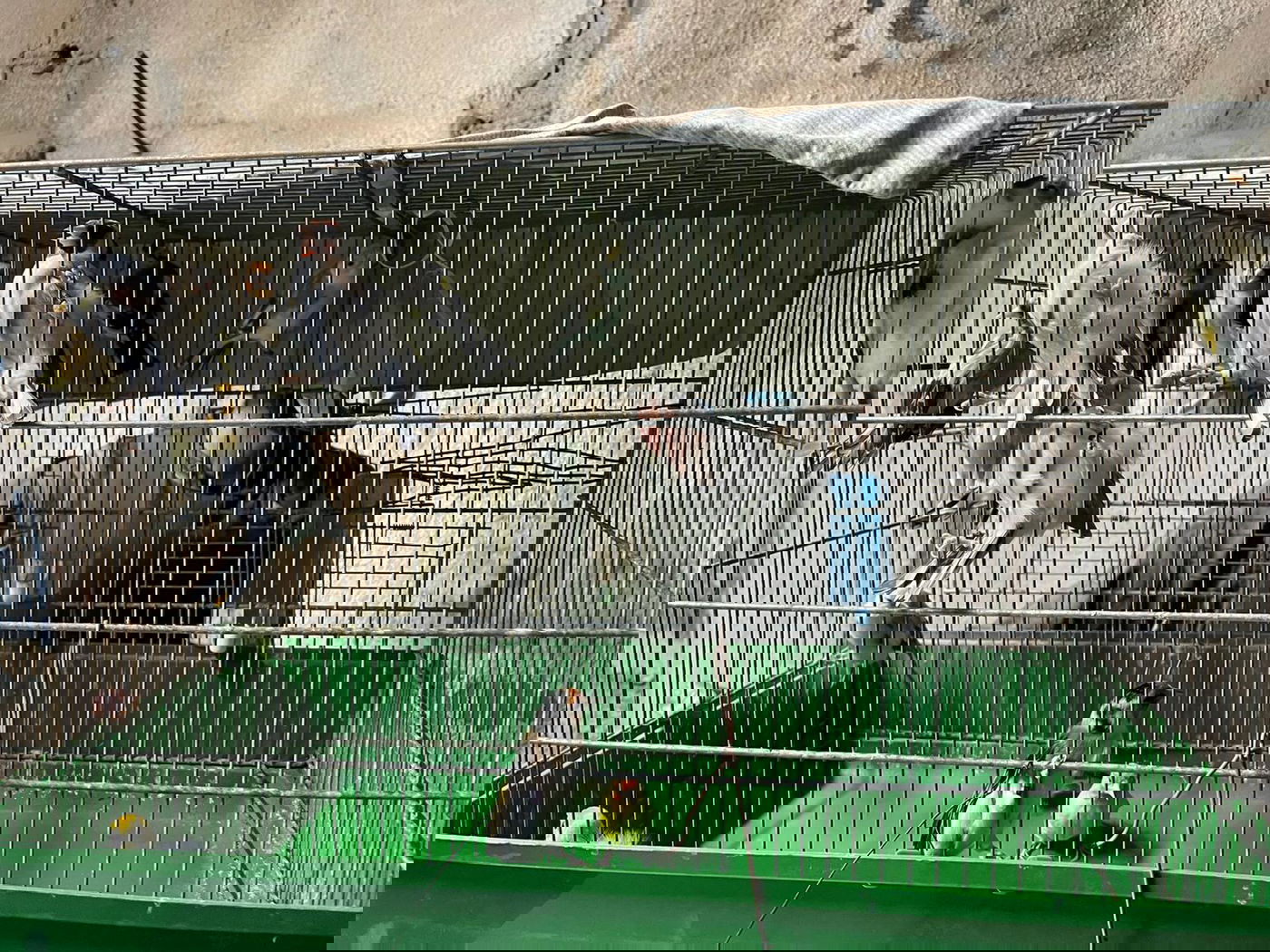 החזיק בביתו 40 ציפורים מוגנות ונשק ונתפס