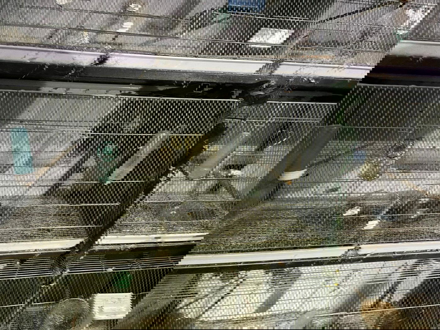 החזיק בביתו 40 ציפורים מוגנות ונשק ונתפס