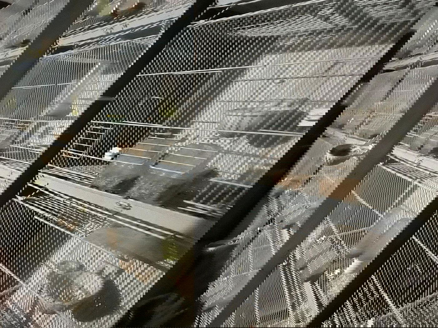 החזיק בביתו 40 ציפורים מוגנות ונשק ונתפס