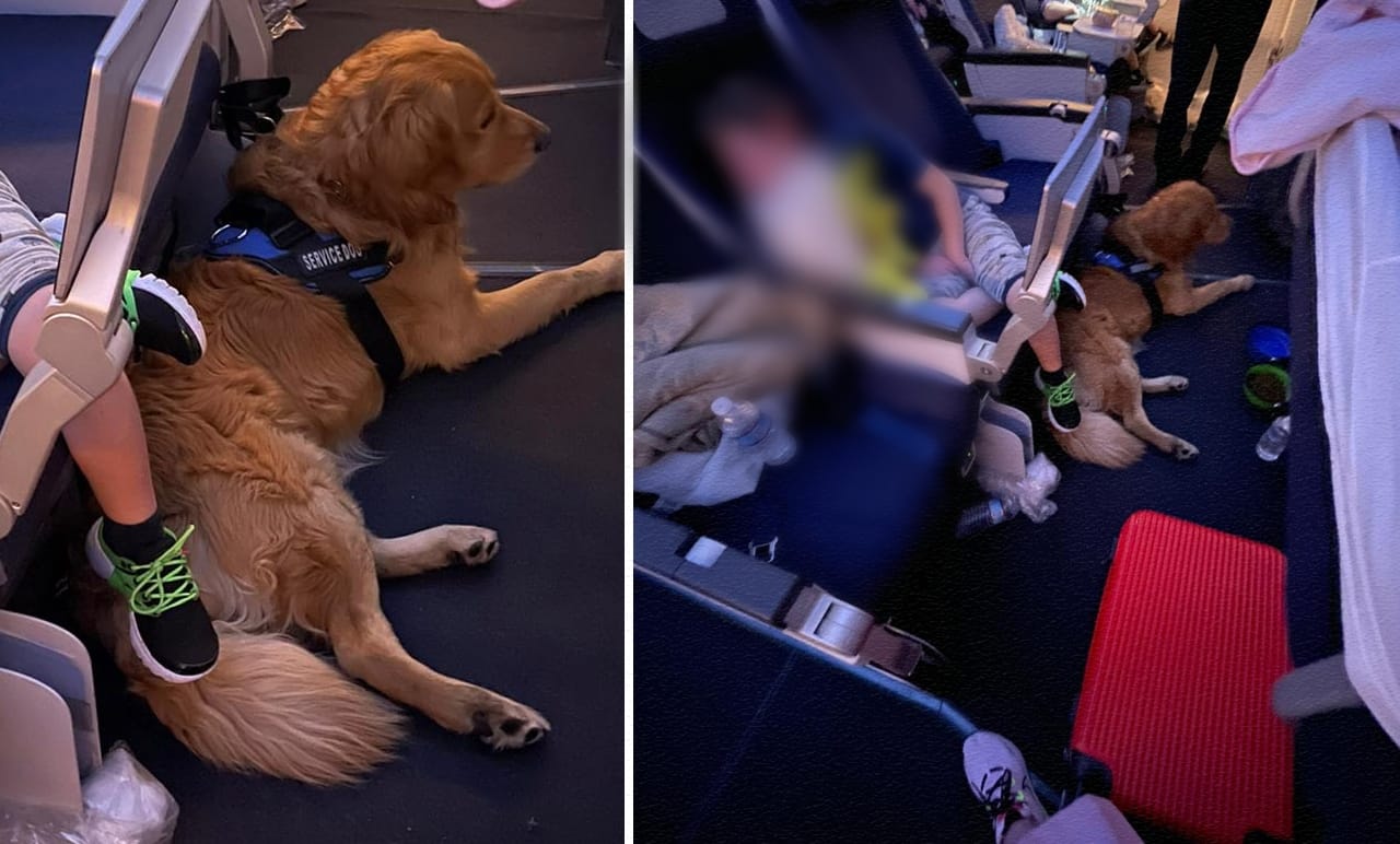 הכלב בטיסת אל על