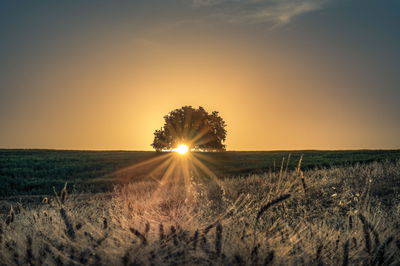 האם מותר לכרות עץ פרי שמלכלך את הגינה?