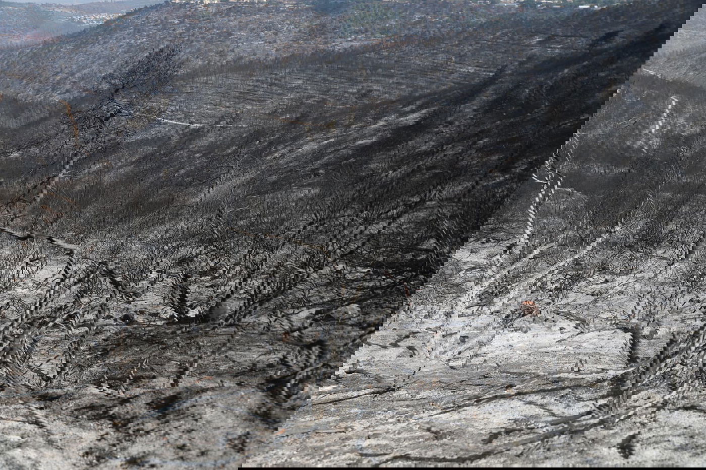 כך לוחמי האש נלחמים בלהבות הענק; צפו