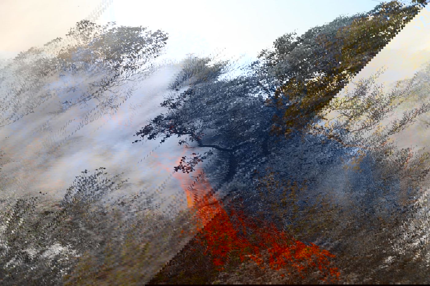 כך לוחמי האש נלחמים בלהבות הענק; צפו