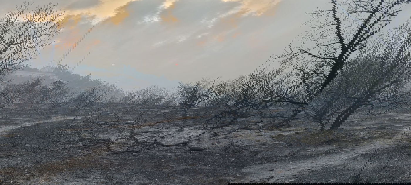 תיעוד: נזקי השריפה בשמורת הר טייסים