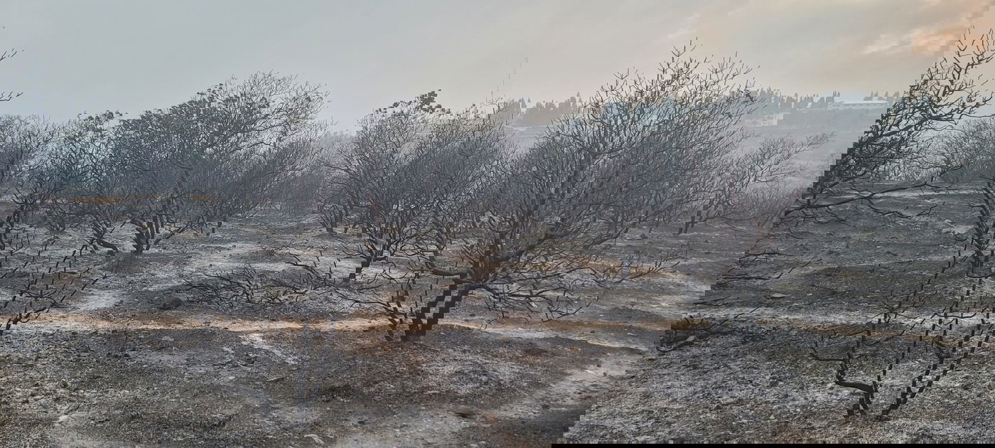 תיעוד: נזקי השריפה בשמורת הר טייסים